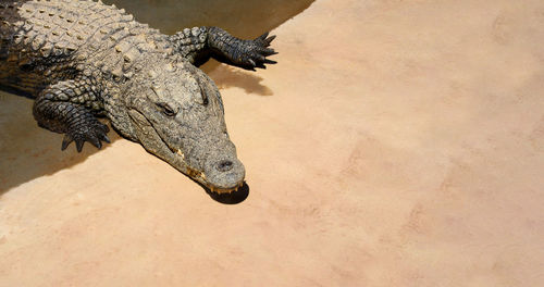 Crocodile in the corner on yellow sand