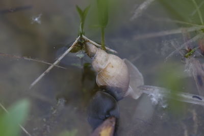 Close-up of crab on plant