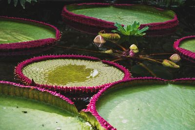High angle view of pink lotus water lily in pond