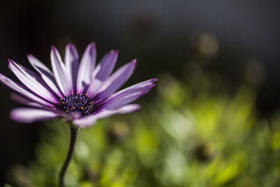 Close-up of purple flower