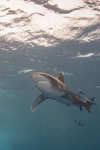 Oceanic white tip shark at elphinstone red sea egypt underwater photography