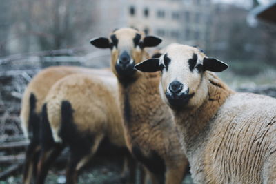 Portrait of sheep