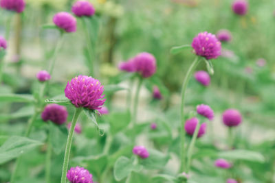 Close-up of pink flowering plants on field