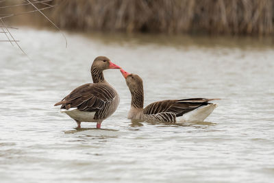 Duck swimming in lake