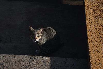 High angle portrait of cat sitting on floor at night