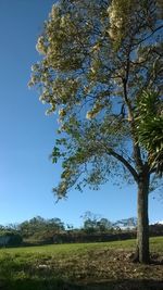 Tree on field against clear blue sky