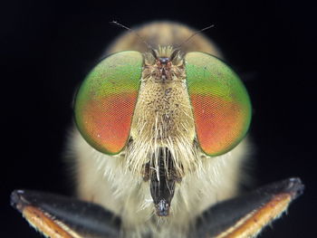 Close-up of fly