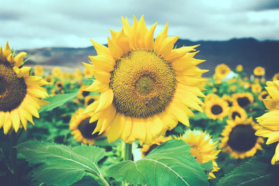Sunflowers blooming on field against sky