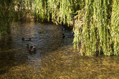 Swan swimming in lake