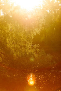 Sun shining through trees in forest