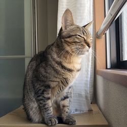 Cat looking away at home