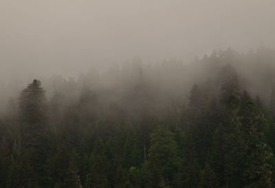 Trees in forest during foggy weather