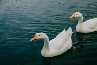 Duck swimming in lake