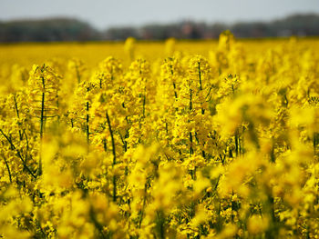 Scenic view of oilseed rape field