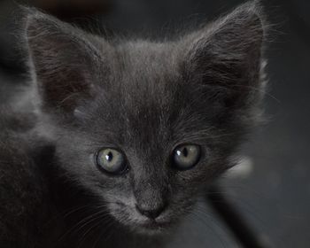 Close-up portrait of a kitten