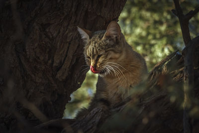 Close-up of cat