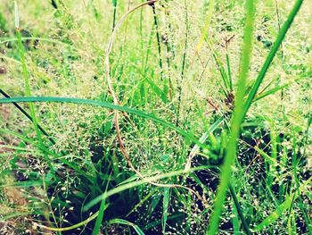 High angle view of grass growing on field