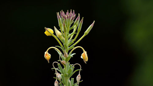 Close-up of flowering plant against black background