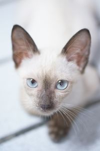 Close-up portrait of a cat