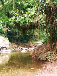 River flowing through forest