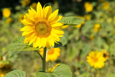 Close-up of yellow sunflower