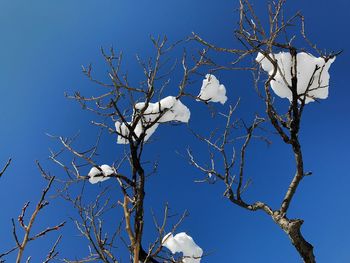 Low angle view of bird perching on bare tree against clear blue sky