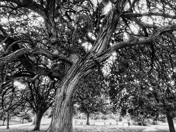 Low angle view of trees in park