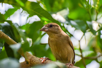 Indian house sparrow, she has food in his mouth for her baby sparrow. nature beautiful bird.