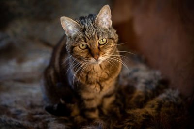 Portrait of tabby cat