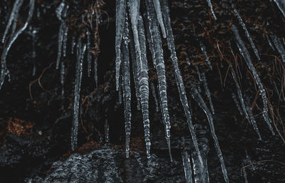 Close-up of frozen trees in forest during winter