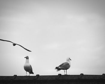 Birds perching against clear sky