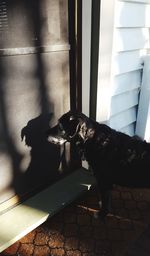 Black dog looking through window