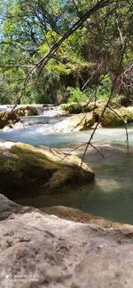 Scenic view of sea against trees in forest