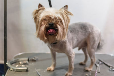 Yorkshire terrier dog gets nail cut hair grooming at salon and pet spa