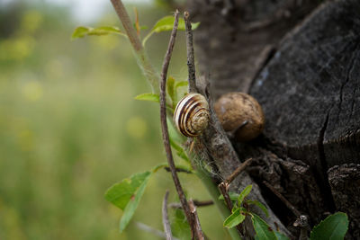 Close-up of snail on plant