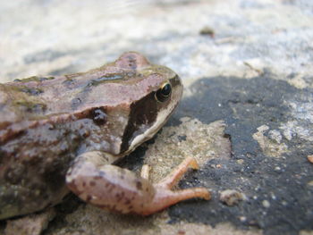 Close-up of frog on rock