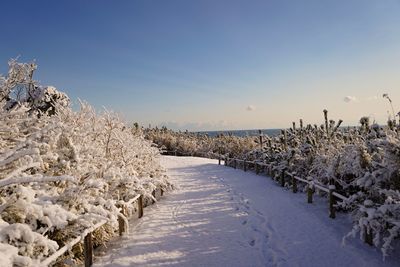 Snow covered plants against sky