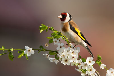 Close-up of bird perching on twig