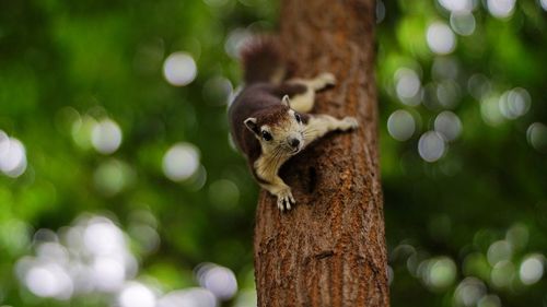 Squirrel on tree trunk