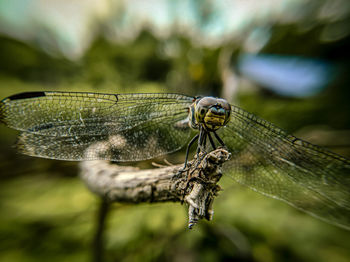 Close-up of dragonfly on leaf