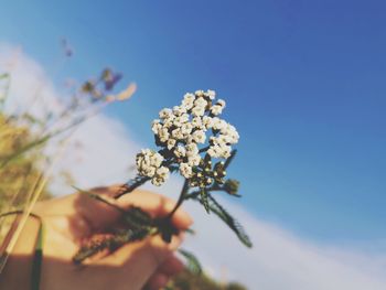 Low angle view of field flowers against blue sky