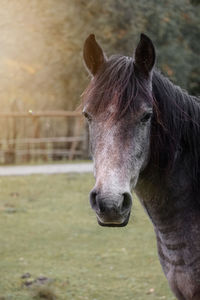 Close-up of horse standing on field