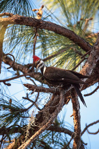 Low angle view of bird perching on tree