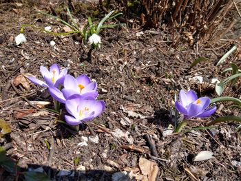 High angle view of purple crocus blooming on field