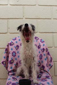 Dog standing against wall