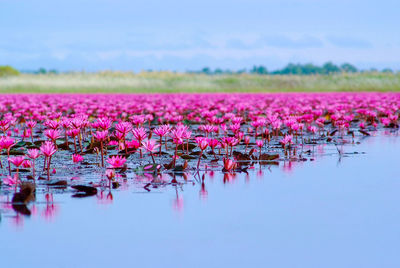 Pink lotus water lily in lake against sky