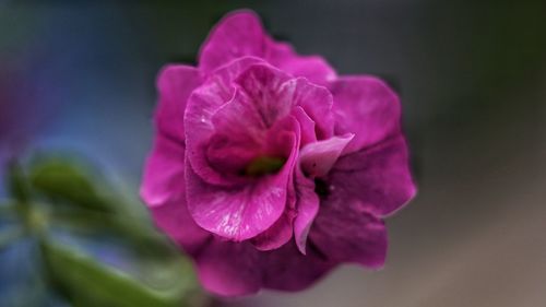 Close-up of flower blooming outdoors