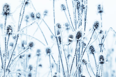 Close-up of frozen plants during winter
