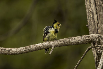 Close-up of bird perching on tree