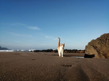 View of a horse on beach